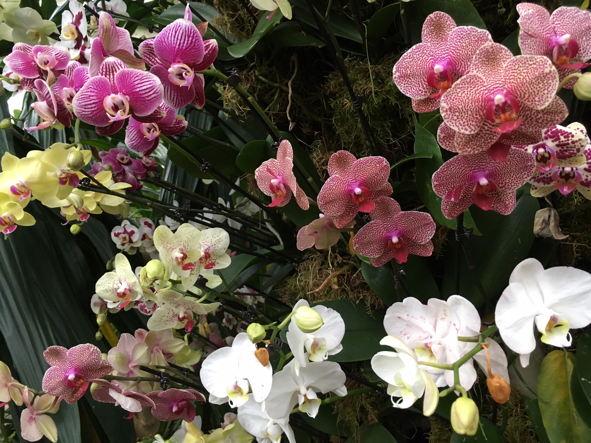 Orchid Festival, Kew Gardens • Berkeley Square Barbarian